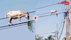 पापी पेट का सवाल है...घास खाने के लिए तार पर चढ़ गया बकरा, वीडियो देख हैरान रह जाएंगे आप