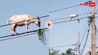 पापी पेट का सवाल है...घास खाने के लिए तार पर चढ़ गया बकरा, वीडियो देख हैरान रह जाएंगे आप