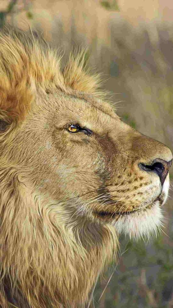 कहां पाए जाते हैं सबसे ज्यादा शेर