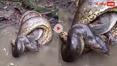 एनाकोंडा से जिंदगी की भीख मांगता दिखा मगरमच्छ! खूनी लड़ाई का वीडियो हुआ वायरल