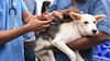 Massive Rabies Outbreak Affects Hundreds In Manipur, 3 Dead
