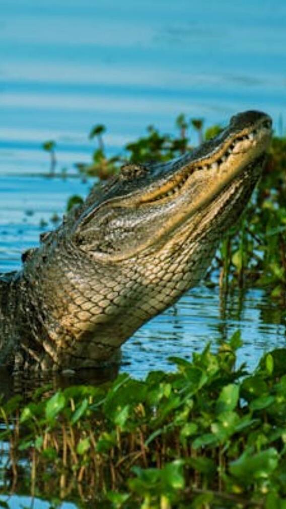 किस जानवर की तरह सरपट दौड़ सकते हैं मगरमच्छ?