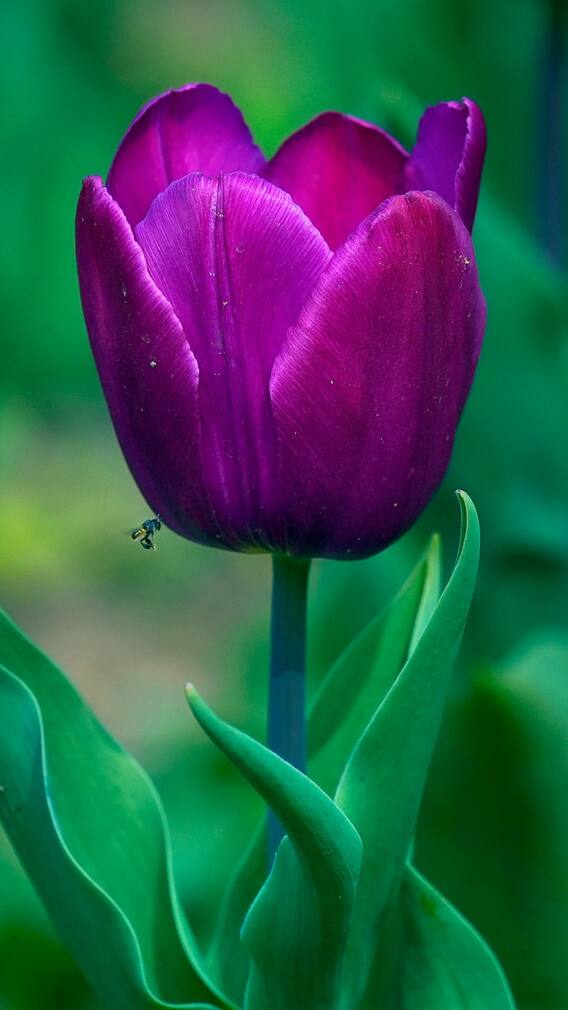 1620 के दशक में सोने से महंगा क्यों बिकता था ट्यूलिप का फूल?