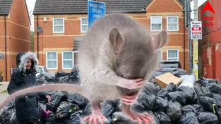 Birmingham News : বর্জ্যের গন্ধে ওষ্ঠাগত প্রাণ , কিলবিল করছে পোকা, বিলেতের এই অভিজাত শহর এখন ধেঁড়ে ইঁদুরের দখলে