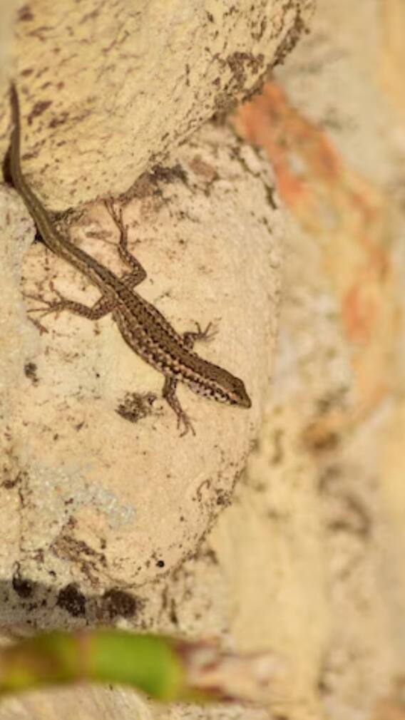 घर में घुसना भूल जाएंगी छिपकलियां, यह टिप्स आएगा काम