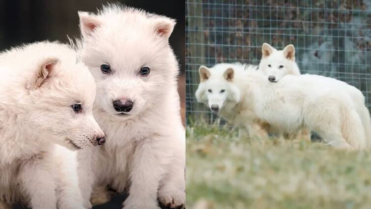 Colossal Biosciences resurrects extinct dire wolf species  news in tamil Dire Wolf  : 12 ஆயிரம் வருடத்திற்கு முன் அழிந்துபோன ஓநாய் இனத்தை உருவாக்கி விஞ்ஞானிகள் சாதனை!