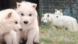 Colossal Biosciences resurrects extinct dire wolf species  news in tamil Dire Wolf  : 12 ஆயிரம் வருடத்திற்கு முன் அழிந்துபோன ஓநாய் இனத்தை உருவாக்கி விஞ்ஞானிகள் சாதனை!