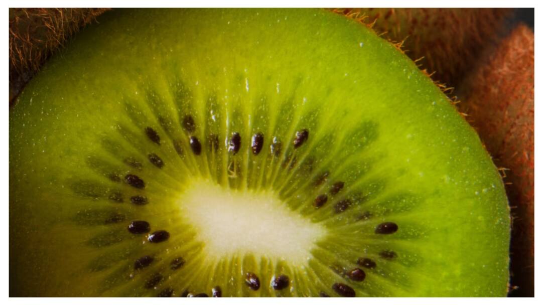 Delay In Releasing Ludhiana-Bound Kiwi Order Costs Customs Rs 50 Lakh Delay In Releasing Ludhiana-Bound Kiwi Order Costs Customs Rs 50 Lakh