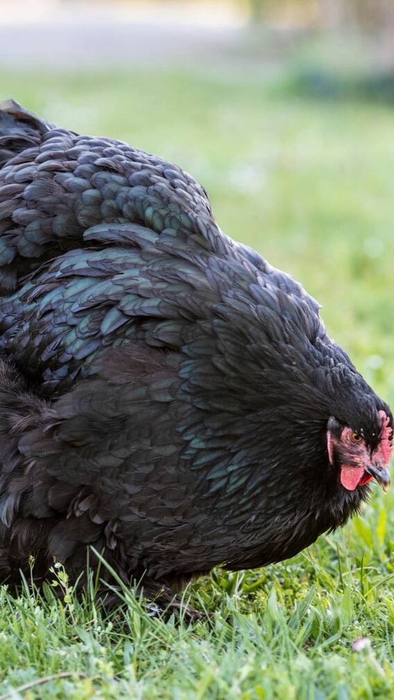 किन लोगों को नहीं खाना चाहिए कड़कनाथ मुर्गे का मीट