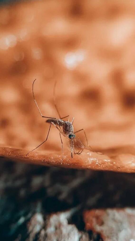 क्या रात में मच्छर भी सो जाते हैं?