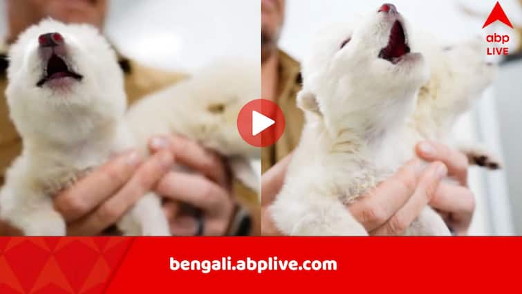 Dire Wolves No Longer Extinct as Colossal Biosciences Scientists de-extinct ancient wolf species Dire Wolf De-extinction: বিলুপ্ত হয়ে যাওয়া শিকারি নেকড়েকে পৃথিবীতে ফেরালেন বিজ্ঞানীরা, মিহি গলায় সে কী হাঁক! ভিডিও ভাইরাল
