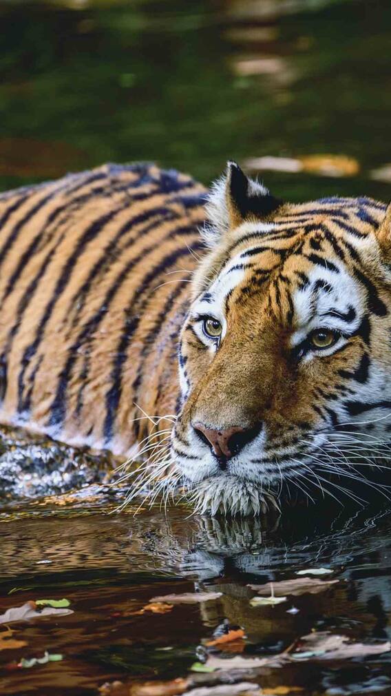 जू में रहने वाले टाइगर्स कैसे नहाते हैं