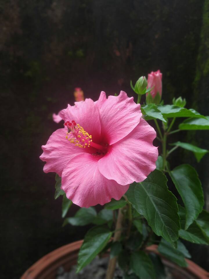 बागेत सहज फुललेले जास्वंद शरीराच्या अनेक समस्यांपासून मुक्त होण्यास मदत करतेच, शिवाय त्या आजारांनाही दूर पाठवते.