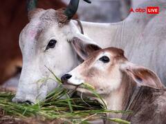 Astrology: गाय को रोटी देने से मिलता है क्या फल? वैज्ञानिक और धार्मिक रहस्य