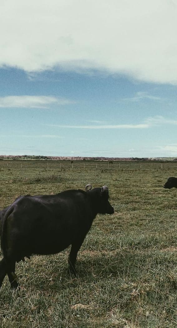 इस देश में पाई जाती हैं सबसे ज्यादा मुर्रा भैंसे