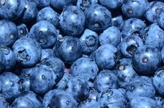 Can Blueberries Improve Memory: ब्लूबेरी स्मरणशक्ती सुधारते? जाणून घ्या!