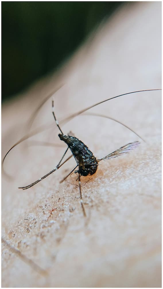 कितने दिन में दिखते हैं डेंगू के लक्षण