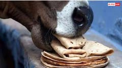 Astrology: गाय को रोटी देने से मिलता है क्या फल? वैज्ञानिक और धार्मिक रहस्य