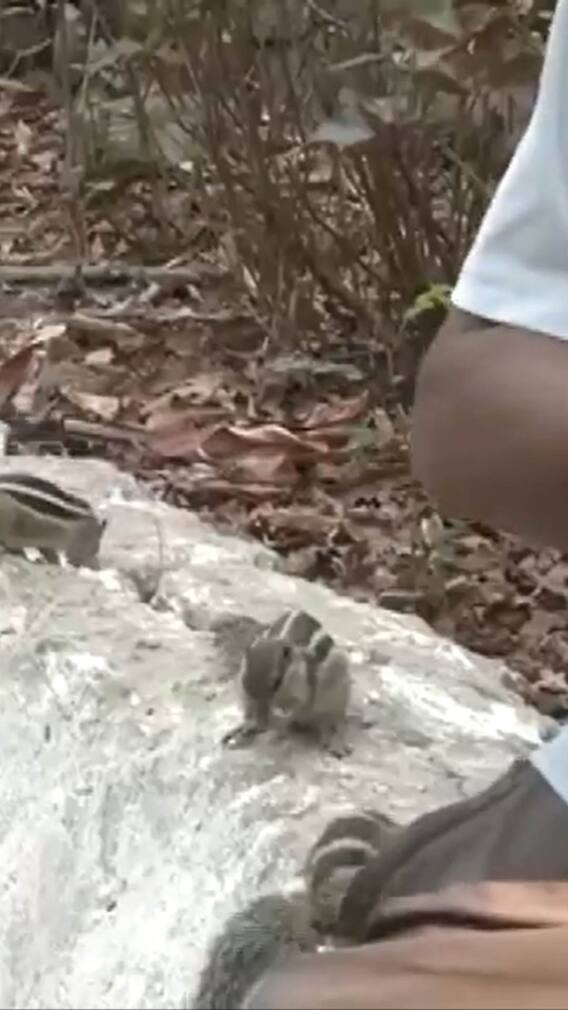 कौन हैं नागपुर के 'बर्डमैन'? पिछले 22 सालों से हर दिन पक्षियों को खिला रहे हैं खाना