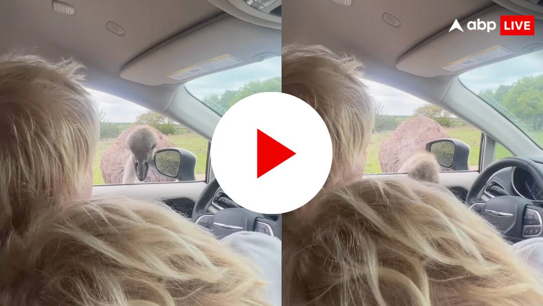 boris johnson gets pecked by ostrich video goes viral on social media बोरिस जॉनसन के पीछे पड़ गया शुतुरमुर्ग, पत्नी का शेयर किया वीडियो हुआ वायरल