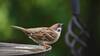 How Kerala Villagers Helped Free Sparrow Trapped In Shop Locked On Court Order: Even Rescue Depts Failed