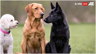 Noida: GNIDA Directs RWAs And Feeders To Provide Stray Dog Data Amid Surge in Bite Cases