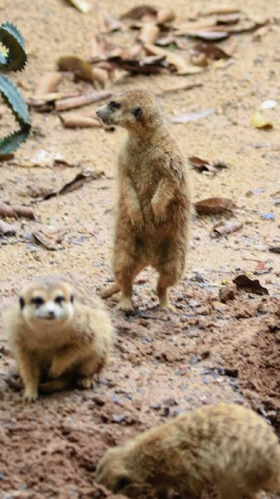 मुंगूस दिसणं शुभ की अशुभ?