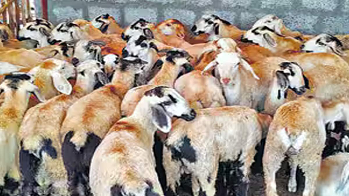 ஆடு, கோழி பண்ணை அமைக்க சூப்பர் திட்டம்.. திண்டுக்கல், திருப்பூர் மக்களே இது உங்களுக்குத்தான்