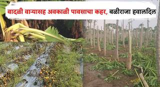 Unseasonal Rain : वादळी वाऱ्यासह अवकाळी पावसाने पूर्व विदर्भाला झोडपलं! बागायतदार शेतकरी आर्थिक संकटात, तोंडचा घास हिरावला