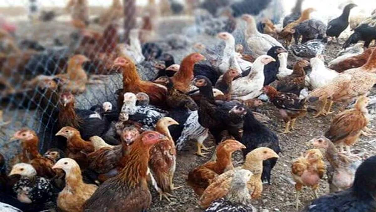 ஆடு, கோழி பண்ணை அமைக்க சூப்பர் திட்டம்.. திண்டுக்கல், திருப்பூர் மக்களே இது உங்களுக்குத்தான்