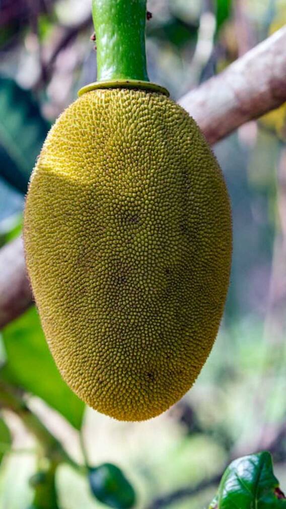 कटहल की खेती में कितना होता है मुनाफा?