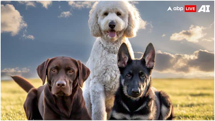 कितनी मुश्किल होती है किसी जानवर को गोद लेने की प्रक्रिया? छूट जाते हैं पसीने National Pet Day know complete process and documents for adopting animals कितनी मुश्किल होती है किसी जानवर को गोद लेने की प्रक्रिया? छूट जाते हैं पसीने