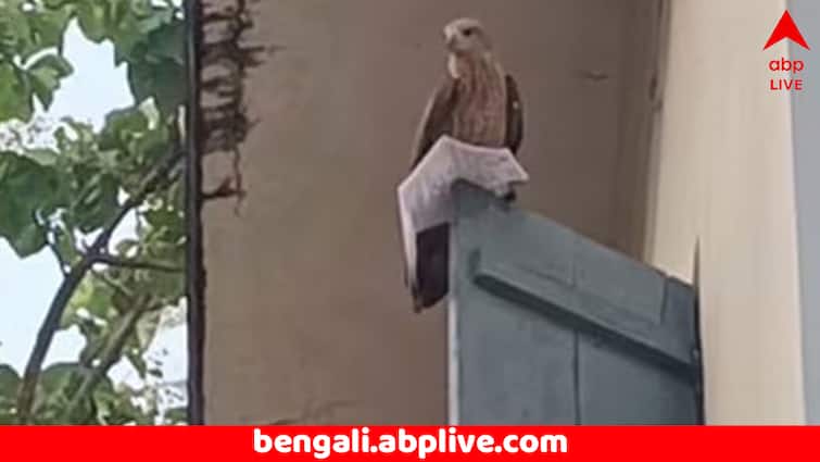 Viral Video Eagle Snatches Admit From Kerala PSC Candidate returns it after some time Viral Video: অ্যাডমিট কার্ড ছোঁ মেরে নিয়ে পালাল চিল ! সরকারি চাকরির পরীক্ষা দিতে গিয়ে মাথায় হাত প্রার্থীর ! কী হল তারপর ?