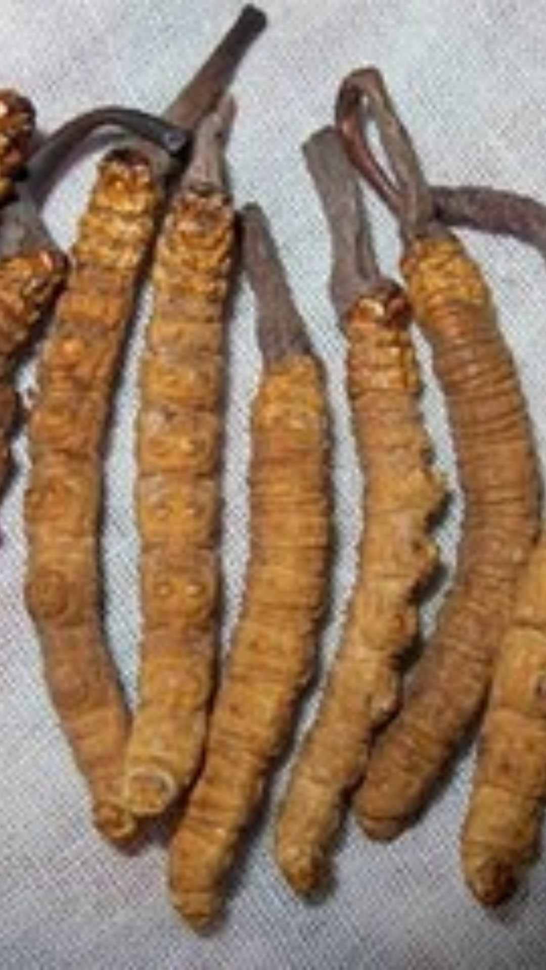 ये है हिमालय में मिलने वाला वायग्रा, कीमत इतनी लाख