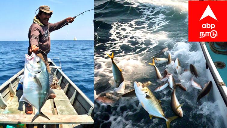 Mayiladuthurai district Fishing Prohibition Period tnn இரண்டுமாத காலம் மீனவர்களுக்கு திண்டாட்டம்... வளர்ப்பு மீன் வியாபாரிகளுக்கு கொண்டாட்டம்...ஏன் தெரியுமா?