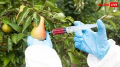 गर्मियों के ताजे फल कहीं पहुंचा न दें अस्पताल! घर-घर कैंसर का कारण बन रहा ये खतरनाक केमिकल