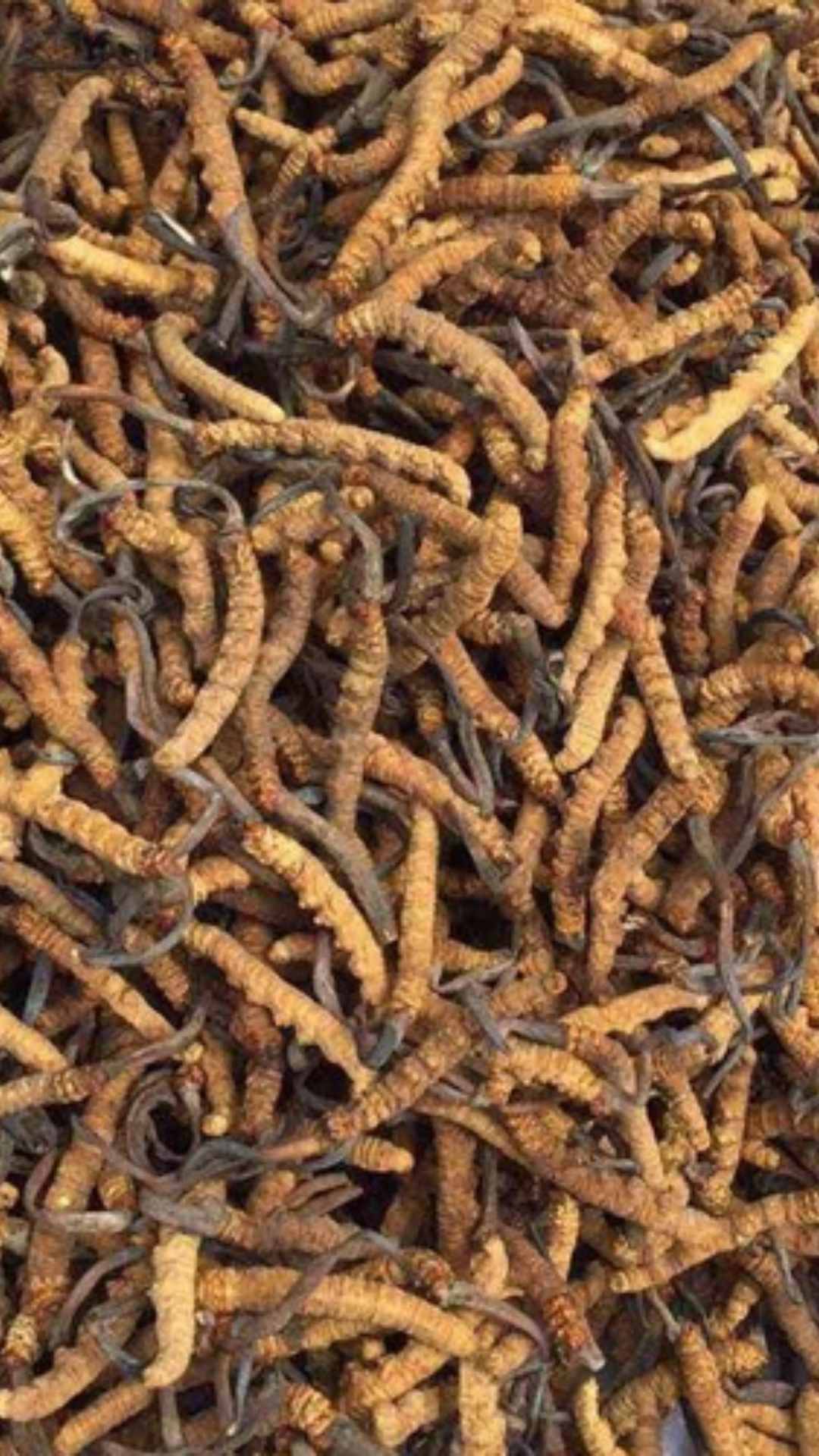 हिमालय में मिलने वाला वायग्रा दुनियाभर में काफी फेमस है