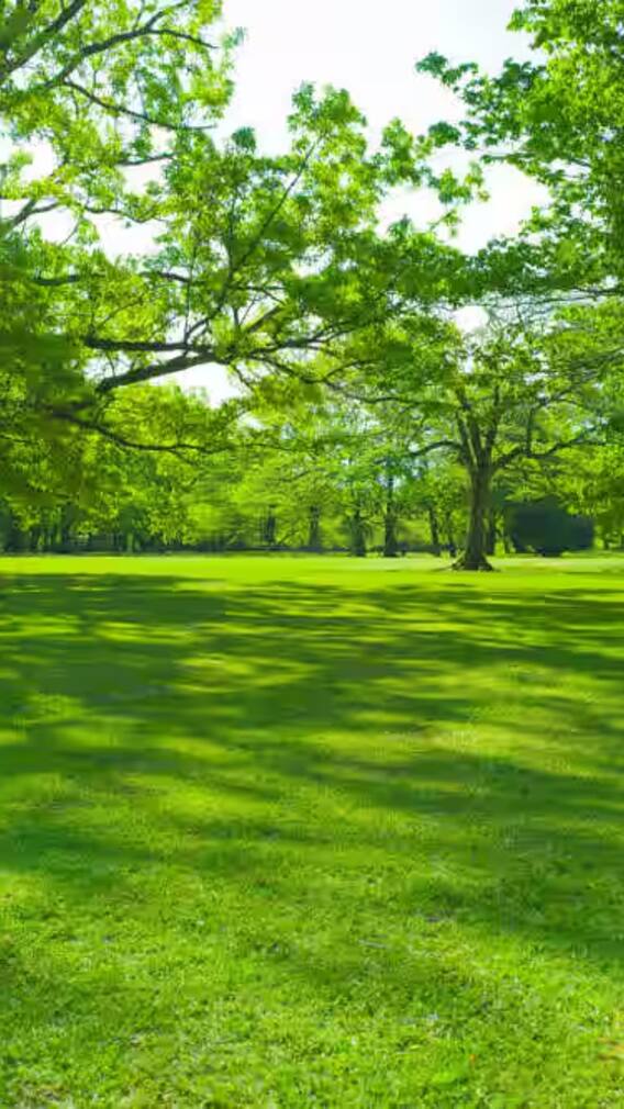 गर्मियों में राहत का एहसास दिलाता है बिलासपुर का ये शांत उद्यान