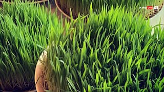 माइग्रेन से लेकर कब्ज तक, हर परेशानी को दूर करती है दूब घास, जानिए फायदे