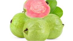 Guava Health Benefits : రోజూ జామపండు తింటే ఆరోగ్యానికి ఎన్ని ప్రయోజనాలో తెలుసా?