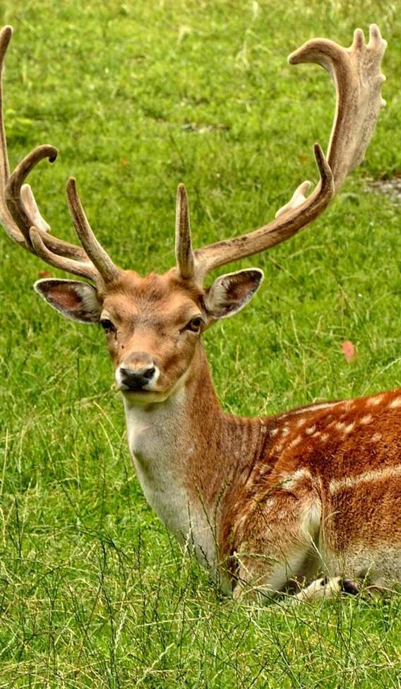 इस जानवर की होती है सबसे लंबी प्रेग्नेंसी