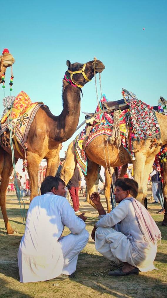 ऊंटनी के दूध का क्यों नहीं जमता है दही?