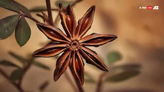 बीमारियां होंगी कम, नींद भी अच्छी आएगी, बड़े काम का है औषधीय गुणों से भरपूर ये फूल