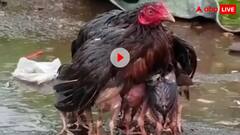 खुद भीगी बच्चों को बचाया! मुर्गी में यूं दिखी मां की ममता, यूजर्स बोले, मां तो मां होती है, देखें वीडियो