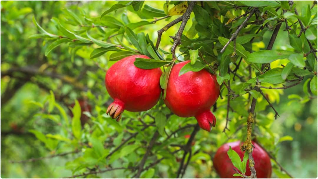 Juicy Pomegranates Growing at Home in Small Space Here is Step by Step Guide Pomegranate Gardening Guide : దానిమ్మ మొక్కను ఇంట్లోనే కుండీలో ఇలా పెంచేయండి.. ఫాలో అవ్వాల్సిన సింపుల్ టిప్స్ ఇవే