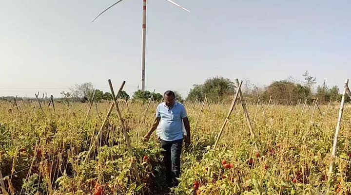 बीड तालुक्यातील मुळुकवाडी येथील शेतकरी अशोक ढास यांनी एक एकर मध्ये दीड लाखांचा खर्च केला होता.