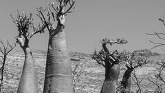 17 हजार लीटर से ज्यादा पानी स्टोर कर लेता है यह पेड़, इसके अंदर एक साथ रह सकते हैं 40 लोग