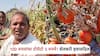 Tomato Prices: 100 रुपयांचा टोमॅटो 5 रुपयांवर आला, भाव पडल्याने बीडचा बळीराजा हवालदिल झाला