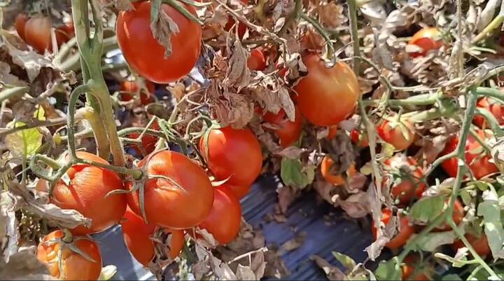 टोमॅटोचे दर कोसळल्याने टोमॅटो उत्पादक शेतकरी आर्थिक संकटात सापडला आहे.