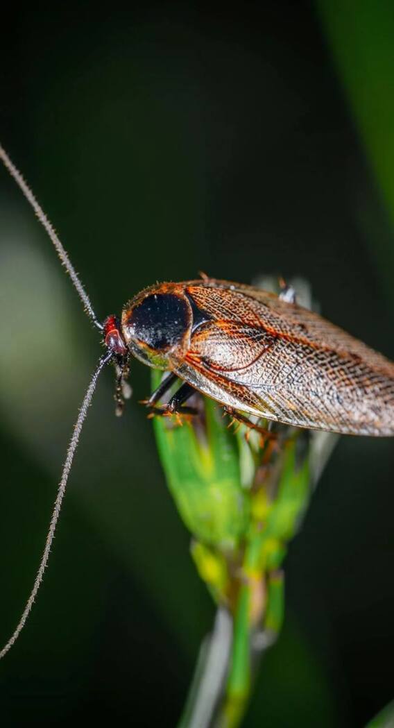 घर से सीधा बाहर भागेंगे कॉकरोच, काम आएगा यह टिप्स